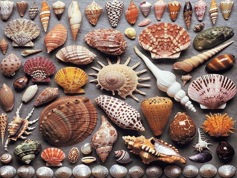 Can you make your own shell collection? - Little to Great Scientists