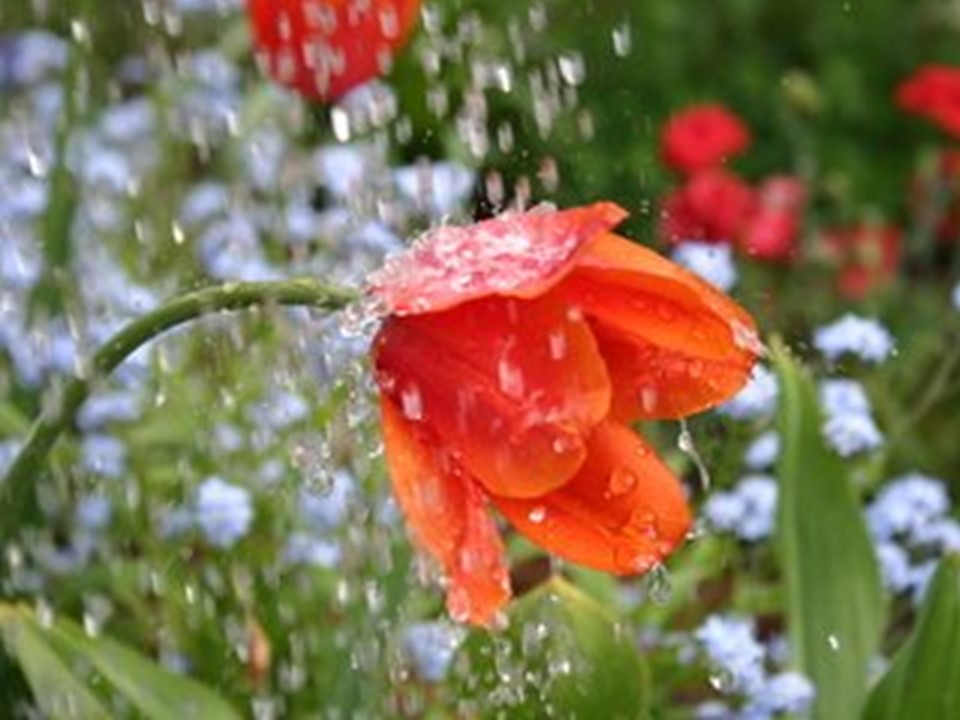 Do Flowers Need Rain to Grow? Little to Great Scientists