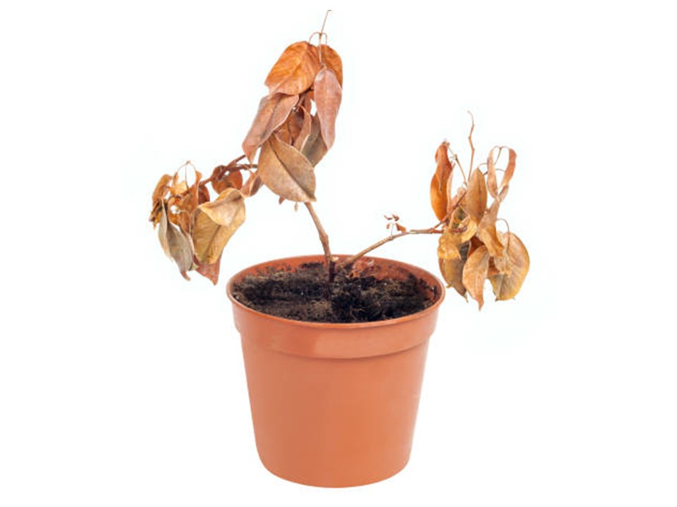 Do Flowers Need Rain to Grow? Little to Great Scientists