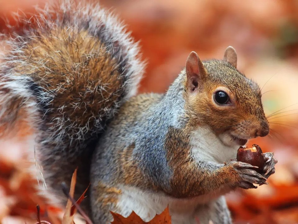 How do Plants and Animals Prepare for Winter? Little to Great Scientists