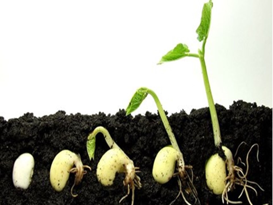 How do Seeds Grow into Plants? - Little to Great Scientists