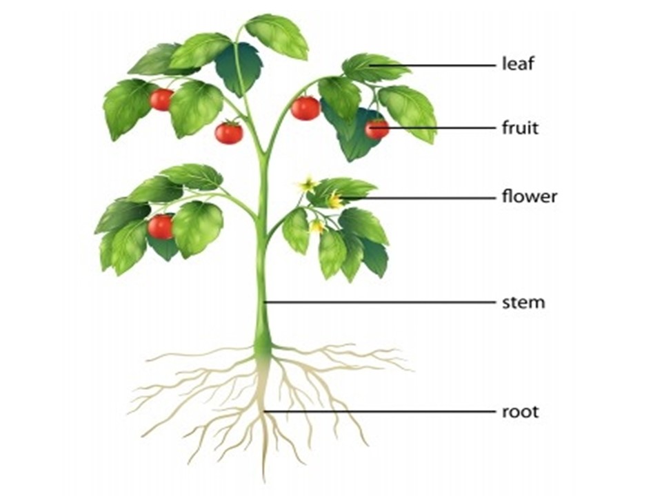 What are the Parts and Functions of Plants? - Little to Great Scientists