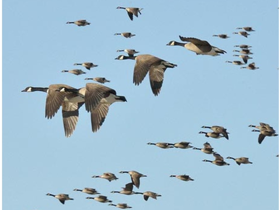 What do Birds do in Winter? - Little to Great Scientists