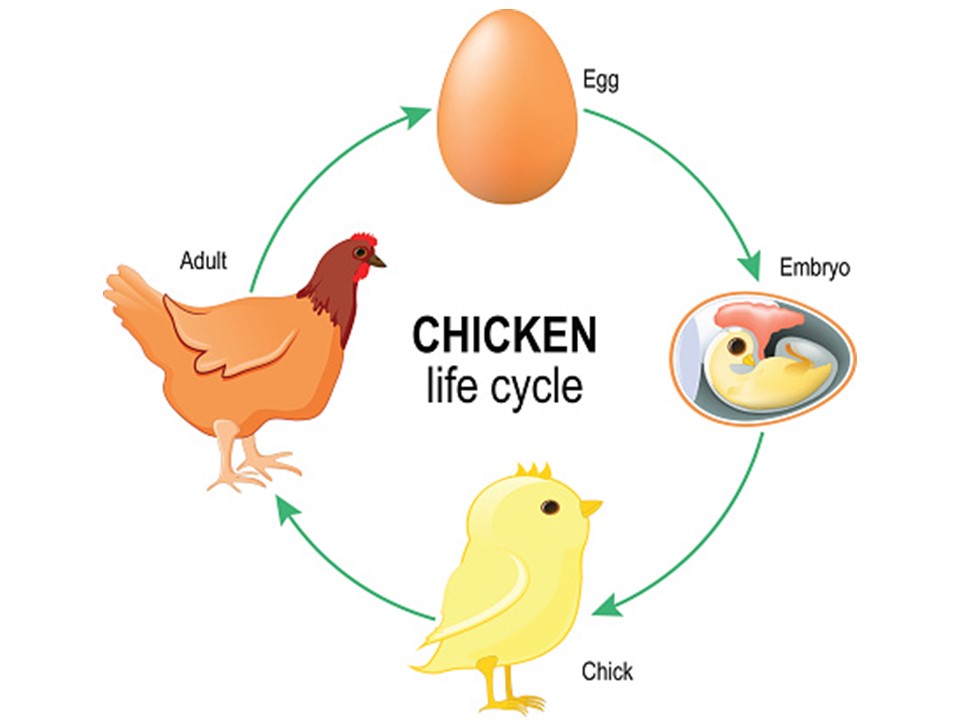 what-is-a-life-cycle-little-to-great-scientists