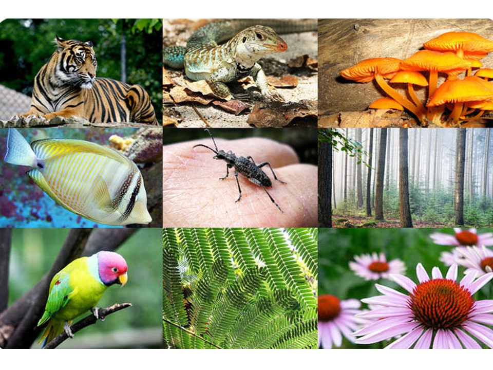 What is Different Between Plants and Animals? - Little to Great Scientists