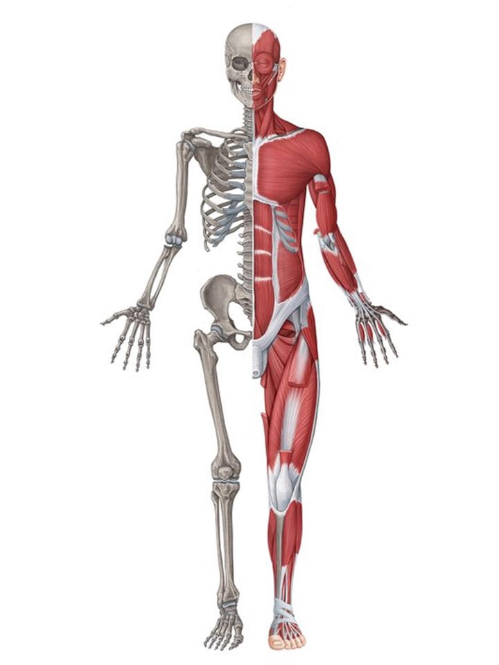 What is Inside Your Body? Little to Great Scientists