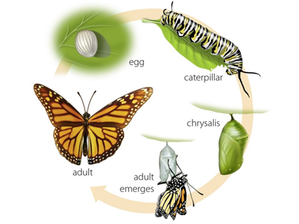 what-is-the-life-cycle-of-a-butterfly-little-to-great-scientists