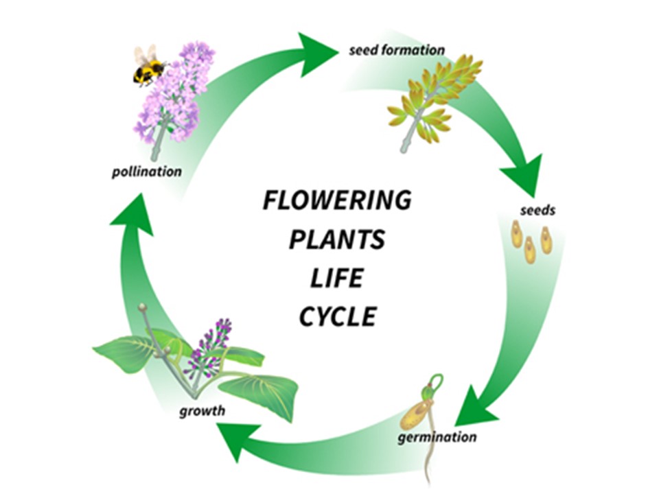 What Is The Life Cycle Of A Flowering Plant Little To Great Scientists 6038