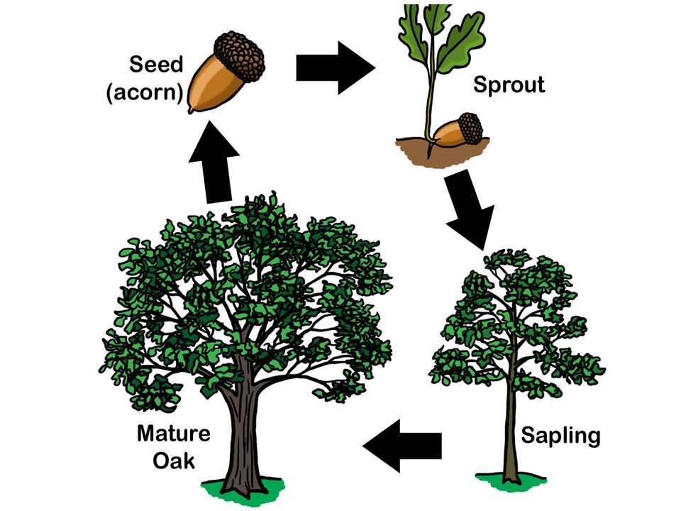 How Do Plants Have Life at Edward Murphy blog