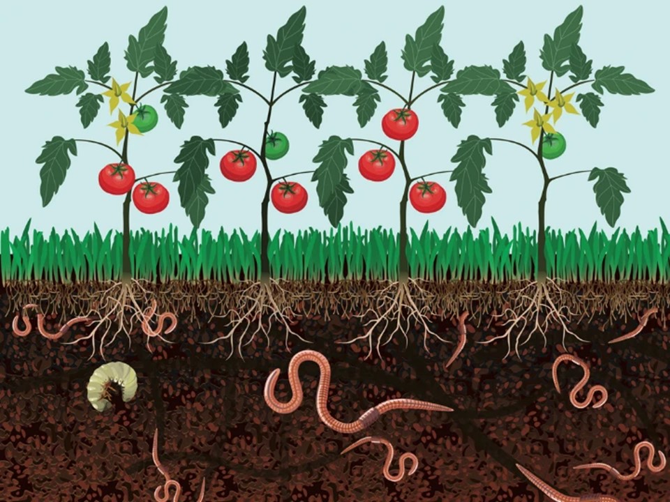 What is the Relationship between Soil & Worms? Little to Great Scientists