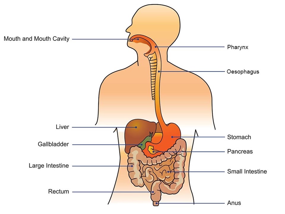 where-does-food-go-little-to-great-scientists