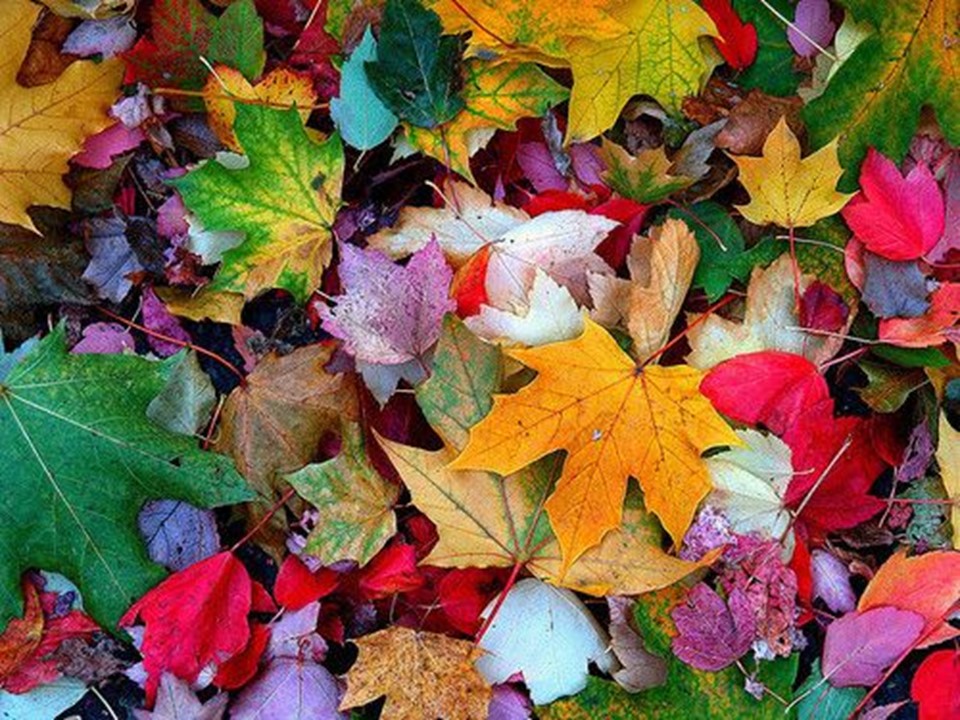 Why do Leaves Change Color in Autumn? Little to Great Scientists