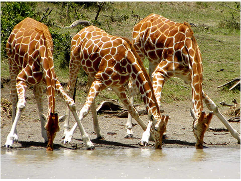 Why is Water Important for Animals? Little to Great Scientists