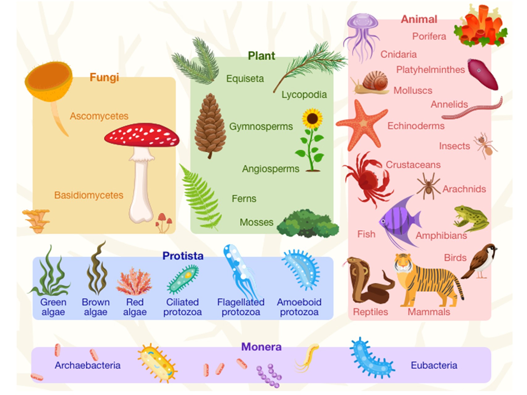 How Are Organisms Classified Little To Great Scientists