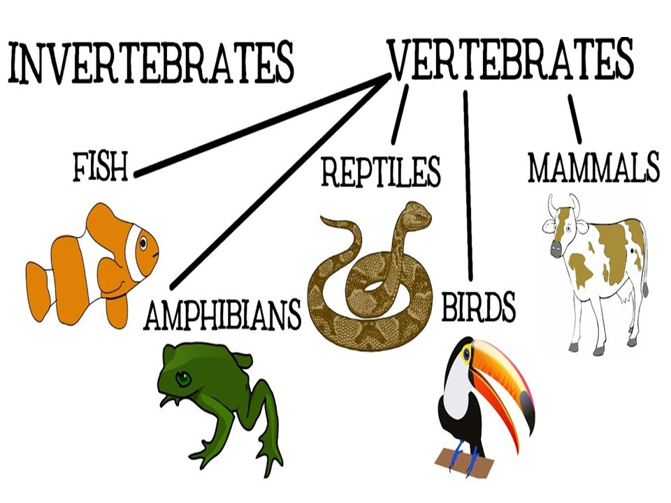 How are Animals Classified in the Animal Kingdom? - Little to Great  Scientists