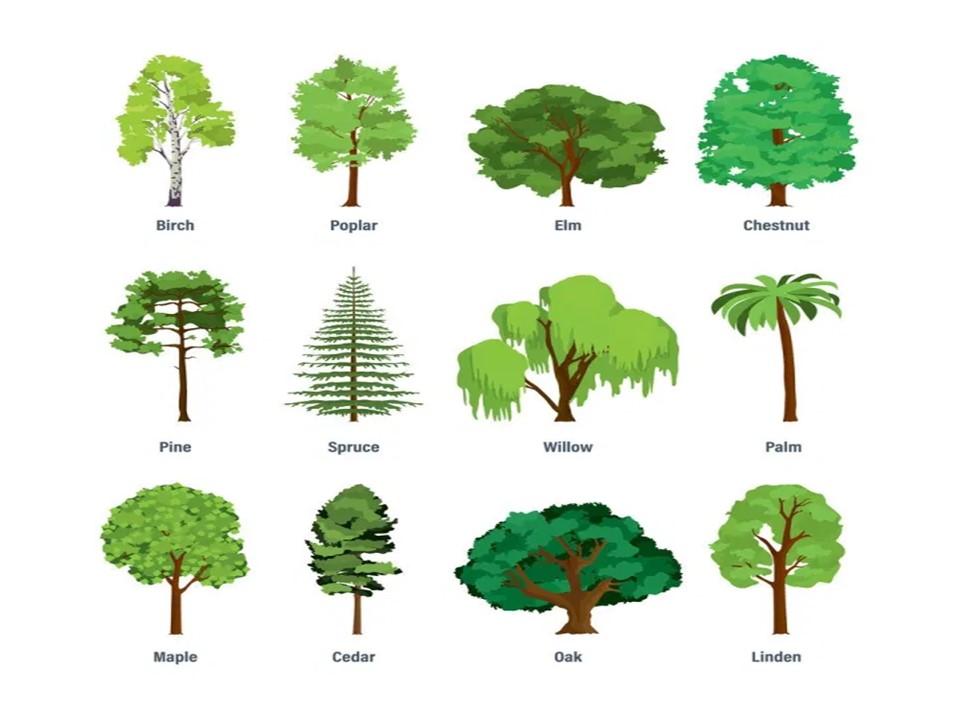 different types of trees