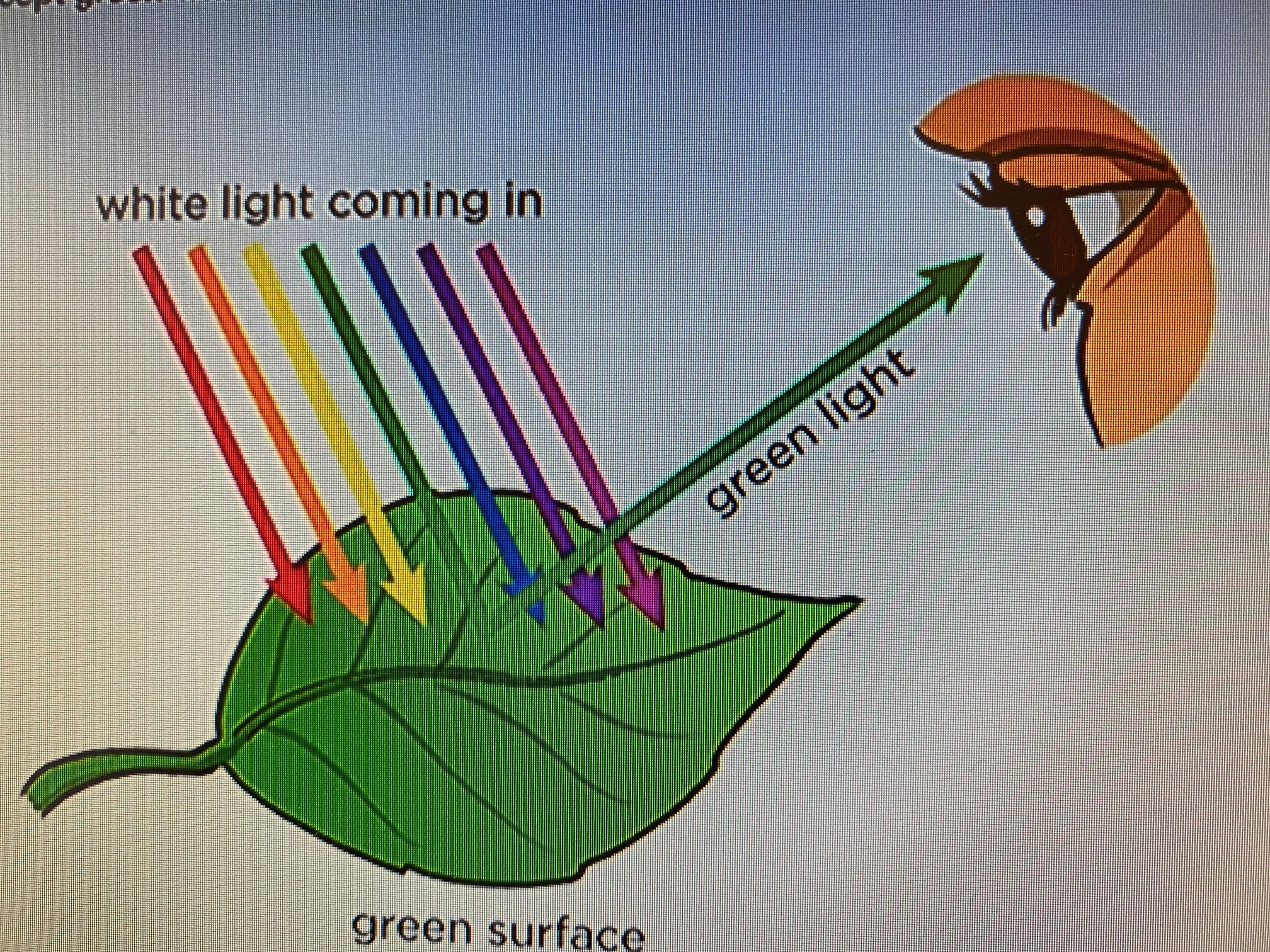 What is Absorption of Light? Little to Great Scientists