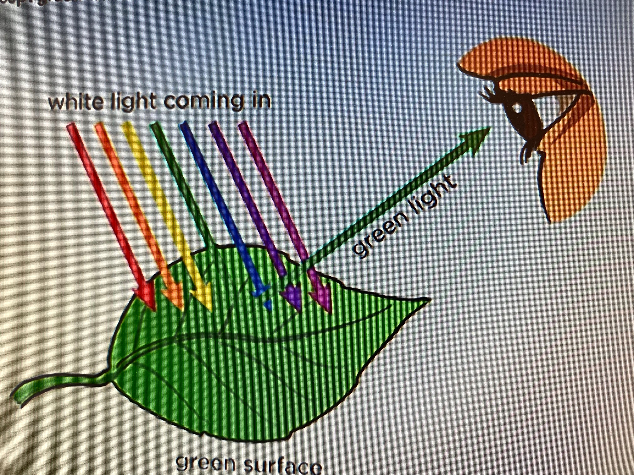 Absorption Of Light